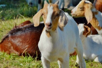 Kerala Animal Husbandry Recruitment 2025